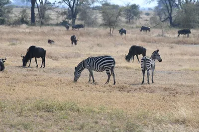 DSC_3401 (Large).JPG